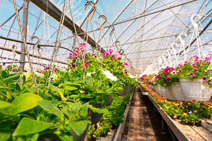 Rows of colorful petunias in hanging pots inside a bright greenh, a Nature Photo by Ales Munt
