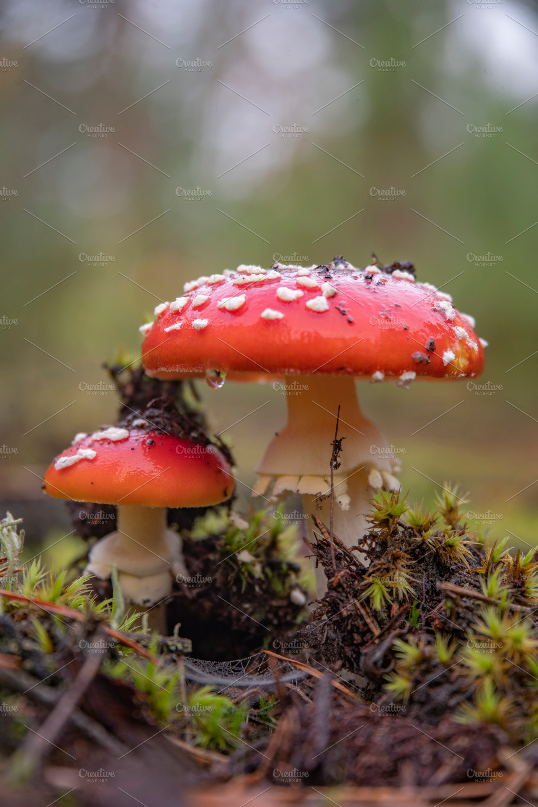 autumn forest among fields, a Photo by Pictures for you!!!!!!!!!