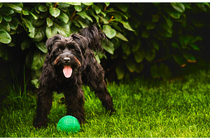 A small black dog is happily playing, an Animal Photo by MadPhotos
