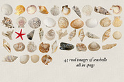 Shells of the sea, a Nature Photo by studiottander (Thumbnail 2 of 5)