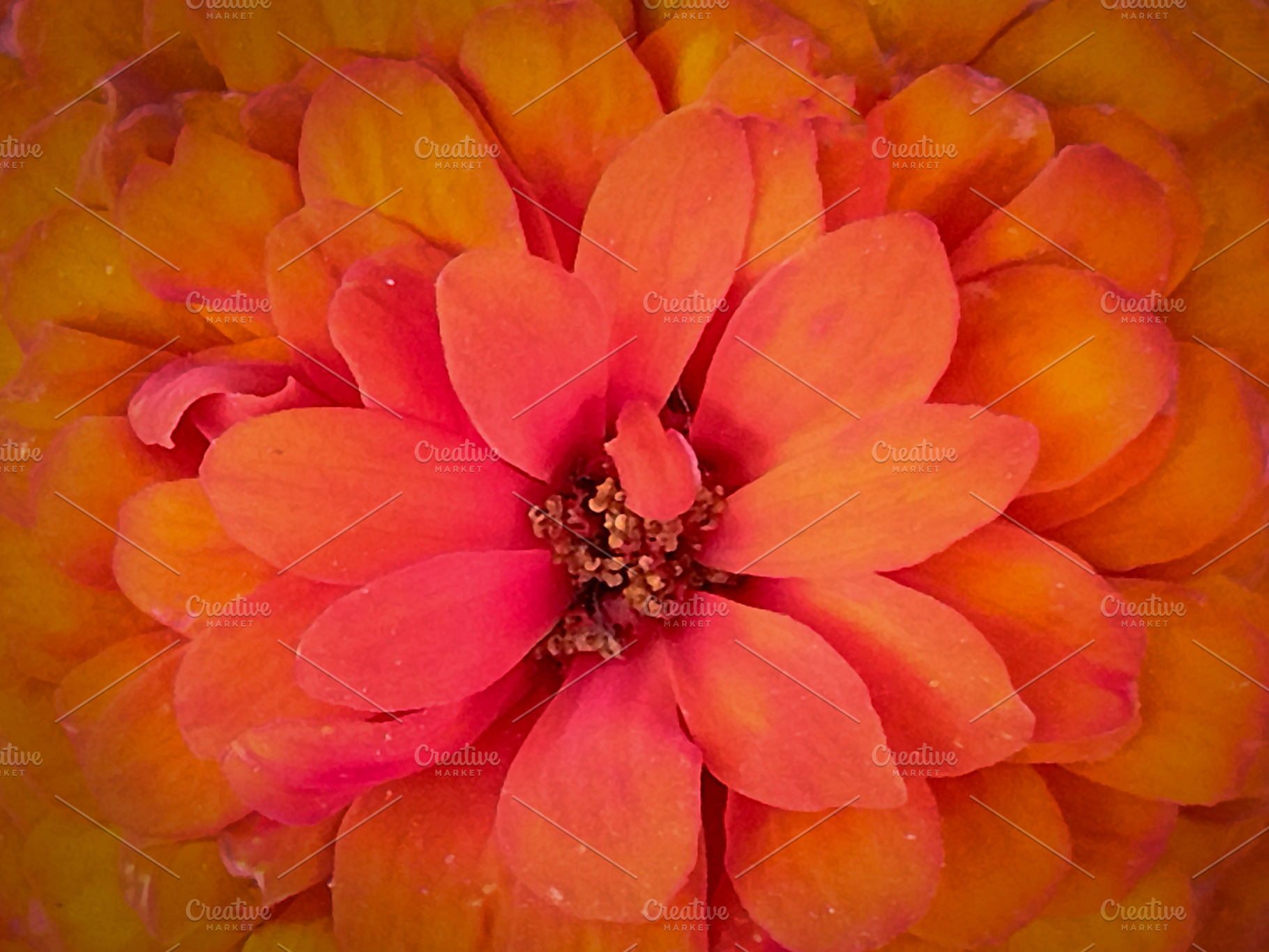 Orange flower close-up detail, a Nature Photo by DanFLCreativo