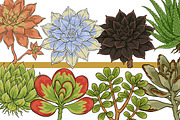 Succulent Illustration Pack, an Illustration by Tekuni (Thumbnail 2 of 13)