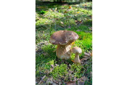 chanterelle mushrooms on wooden, a Food & Drink Photo by Neirfy