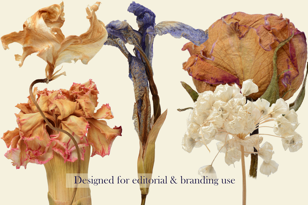 Botanical PNG Elements – 36 Meadow P, an Object Graphic by Aga Silva (Photo 14 of 28)