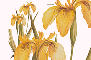 Distribution of English Plants, a Decorative Illustration by Lilithcollageart (Thumbnail 3 of 8)