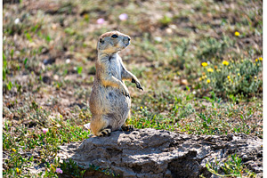 Black-tailed prairie dog standing on, an Animal Photo by Leonid Andronov