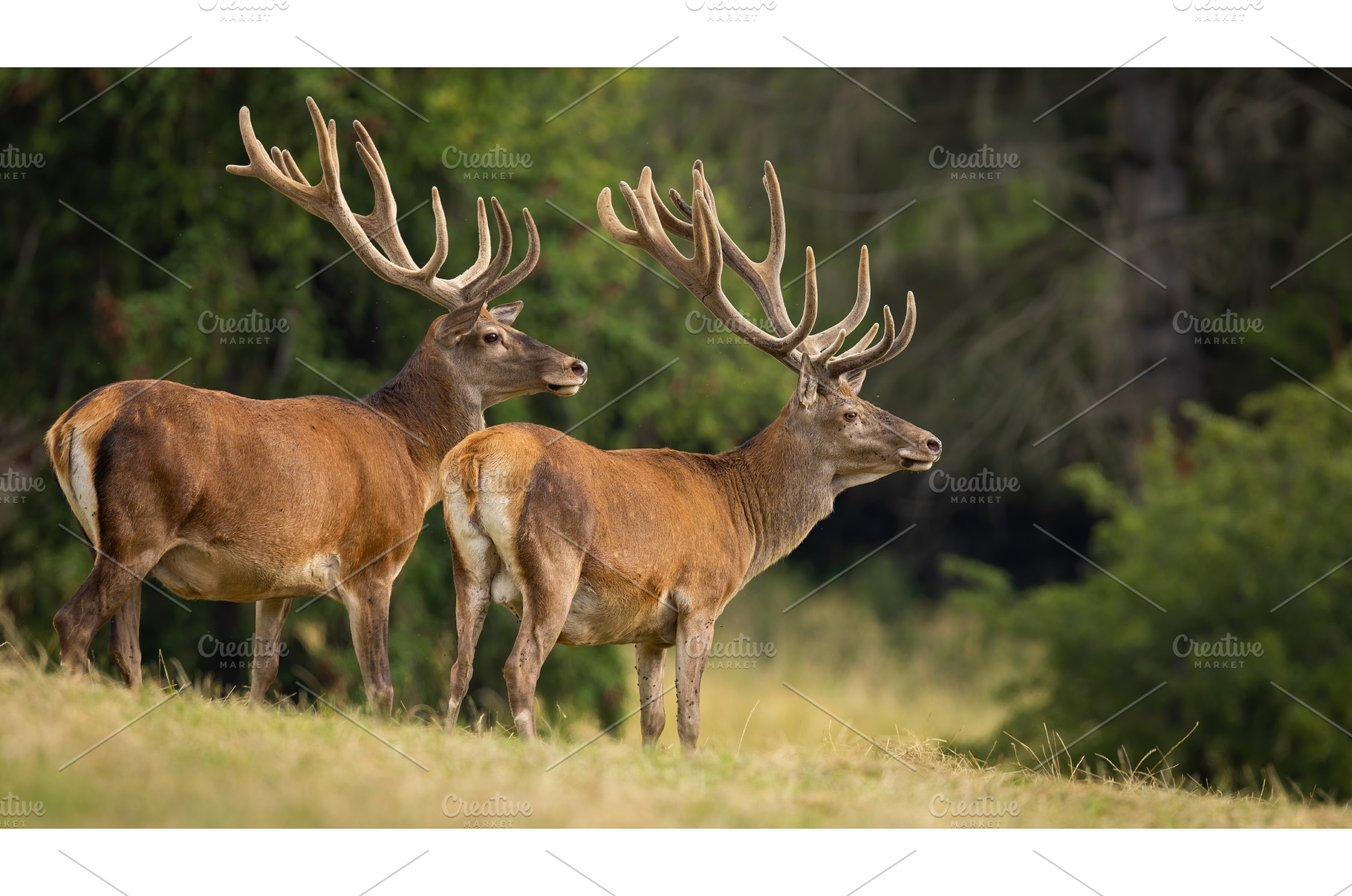Two red deer with velvet covered, an Animal Photo by WildMedia