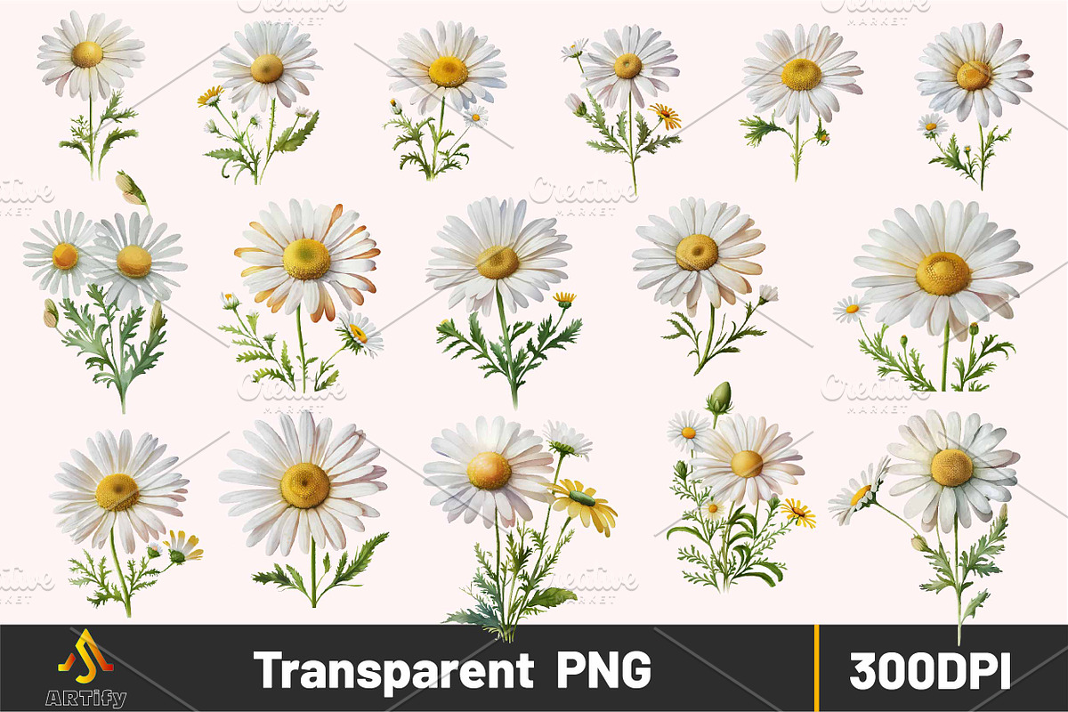 Watercolor daisy bouquets clipart, a Decorative Illustration by ARTify Illustrations (Photo 2 of 3)