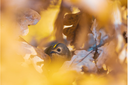 small bird among golden leaves, a Nature Photo by Pakosta