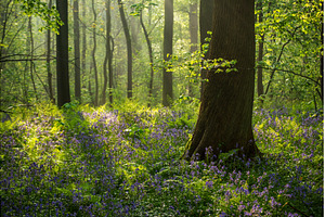 Blossoming lovely spring violet-blue, a Nature Photo by Nature and travel