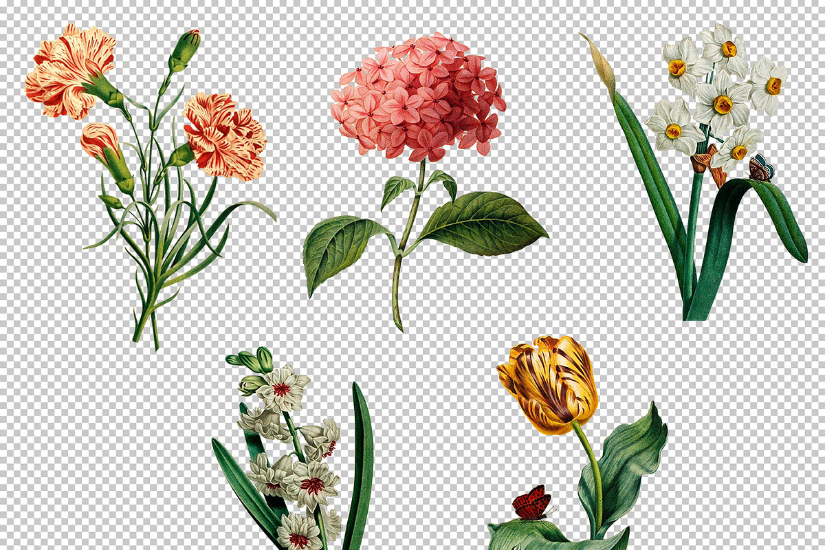 5x Isolated Flower Illustration (02), an Object Graphic by Europe.graphics (Photo 5 of 7)
