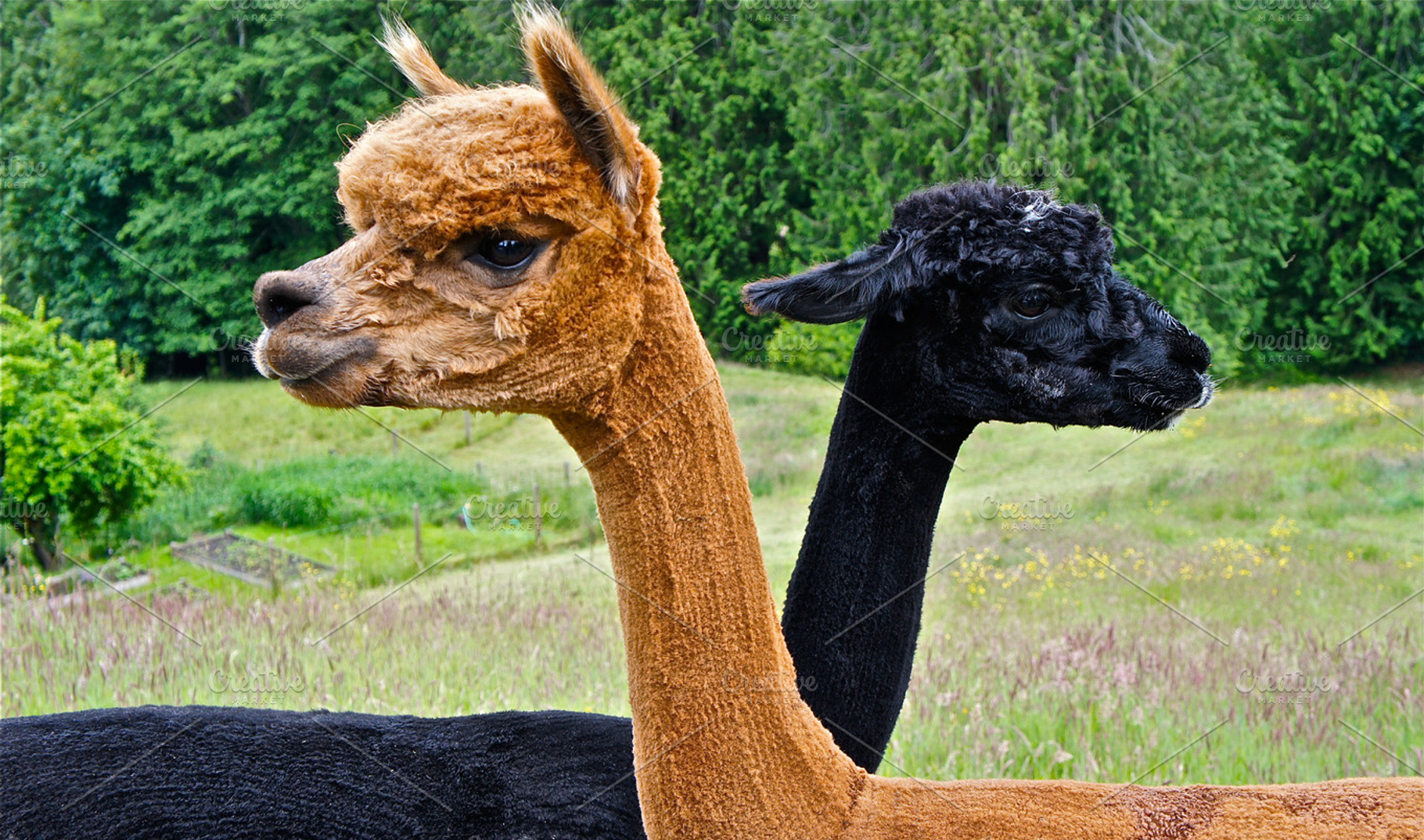 Llama Crossed Contrast