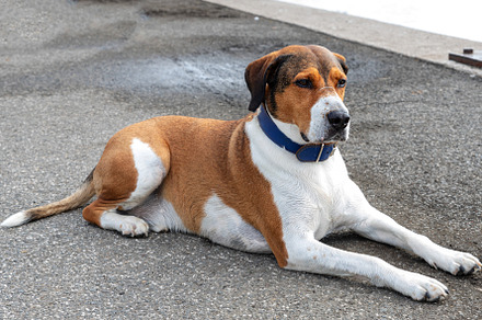 portrait of a tricolor dog lying on, an Animal Photo by Perpis