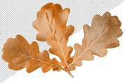 Oak tree leaves and acorns, an Object Graphic by Fruits+Veggies (Thumbnail 4 of 11)