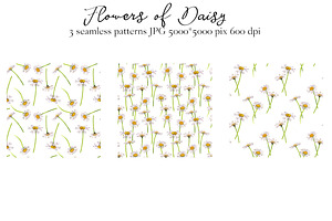 Flowers Of Daisy