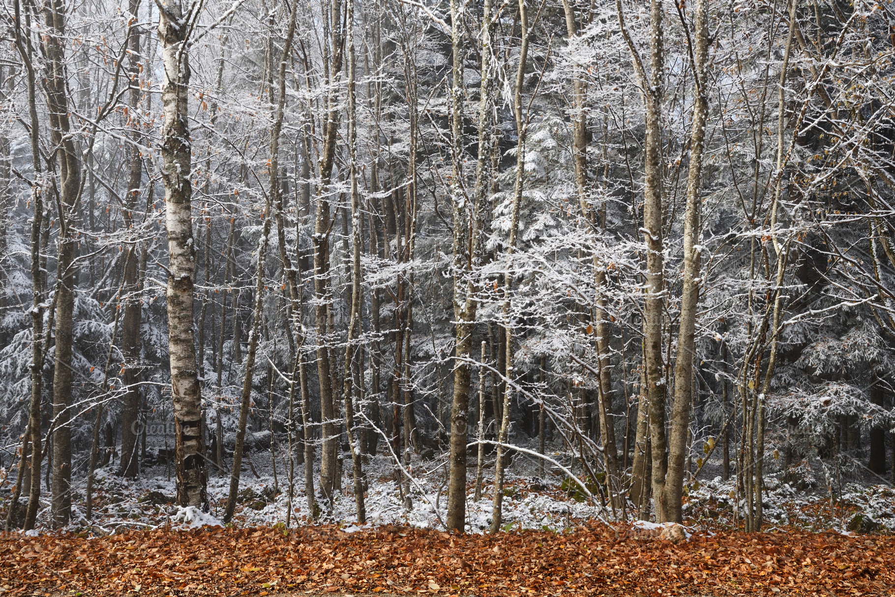 Winter frosty trees in forest, a Nature Photo by Anatoliy Sadovskiy
