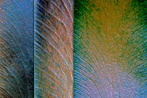 Leaf Texture