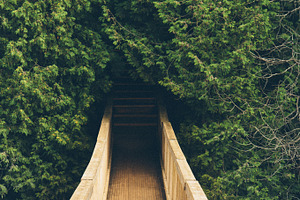 Wooden Suspended Bridge in Forest 2