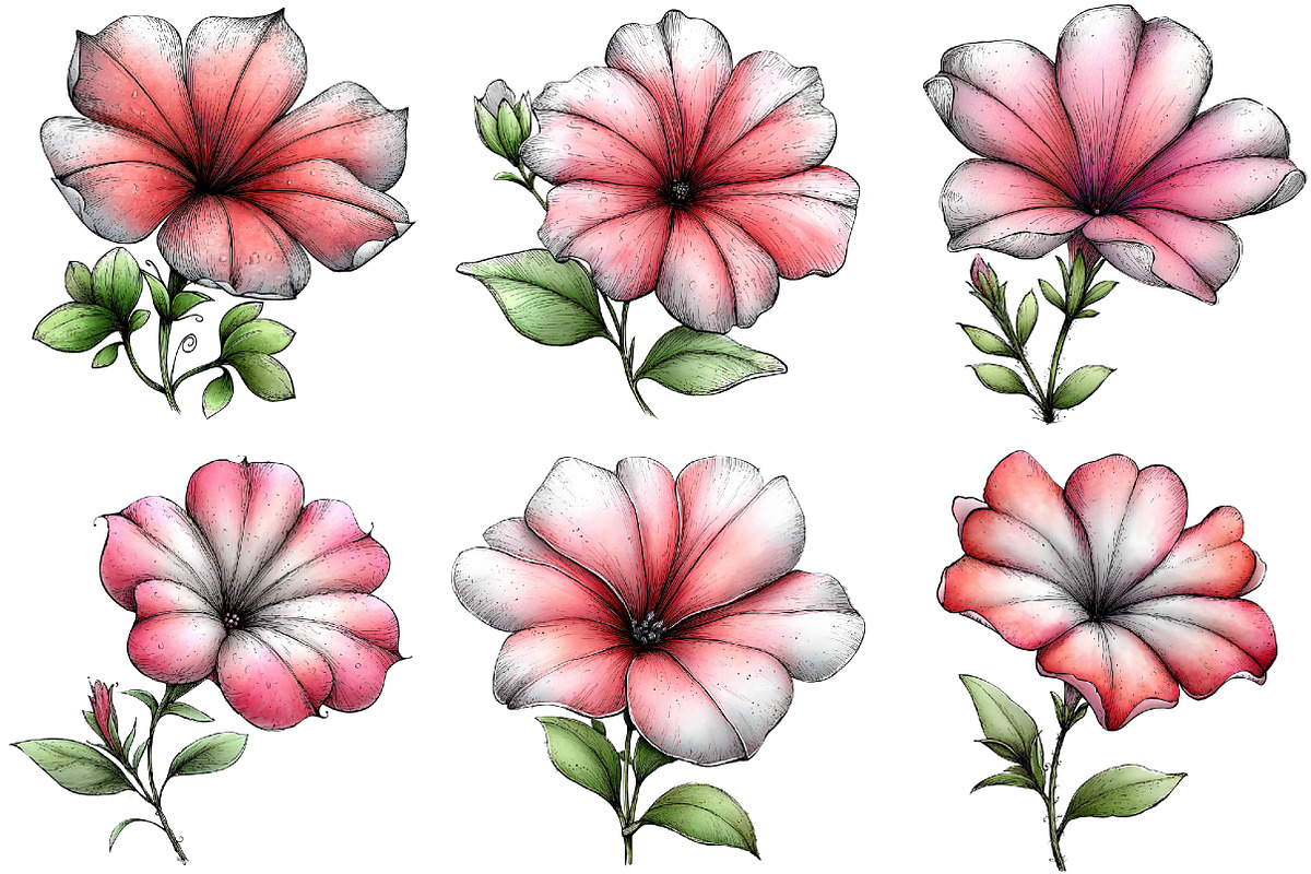 Spring Petunia Flower Clipart, an Illustration by DreamArtGraphic (Photo 5 of 5)