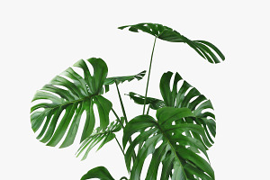 Monstera 05