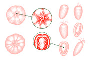 Tomato Farm Vector Collection, a Food Illustration by Lubov Illustrations Shop (Thumbnail 5 of 13)
