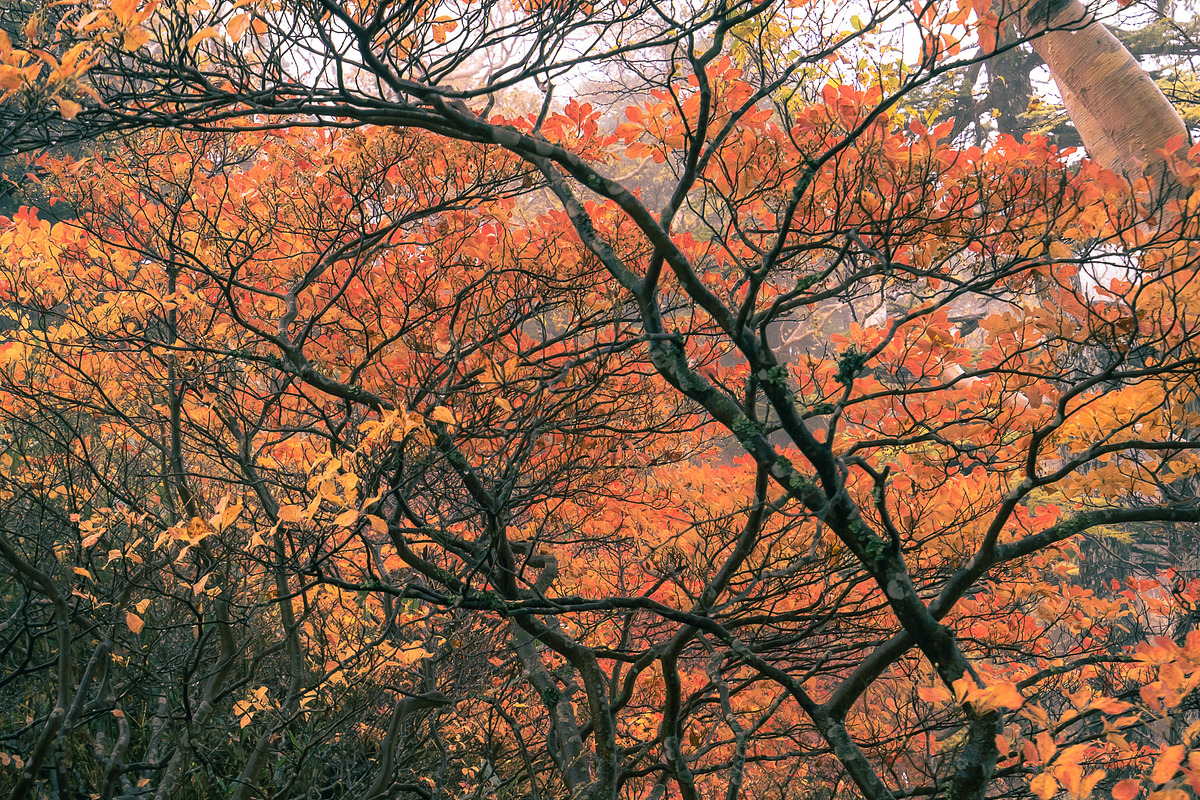 Japan Alpine Autumn & Misty Forests, a Nature Photo by Silent Nature (Photo 4 of 5)