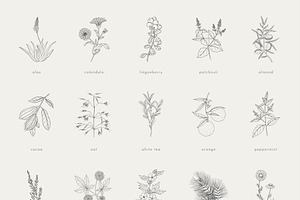 100 Plants Bundle Vol. 1 2 3