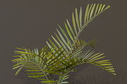 The Alexandra Palm Bush, a Plants & Tree 3D Model by FuturePastCreatives (Thumbnail 5 of 15)