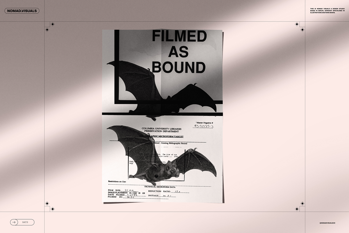 Halloween Special! Bats of the World, an Animal Illustration by Nomad Visuals (Photo 4 of 17)