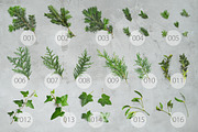WINTER PLANTS | Scene Creator, a Product Mockup by bariskina (Thumbnail 3 of 5)