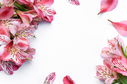 Beautiful Alstroemeria flowers on white background, a Nature Photo by Olena Rudo