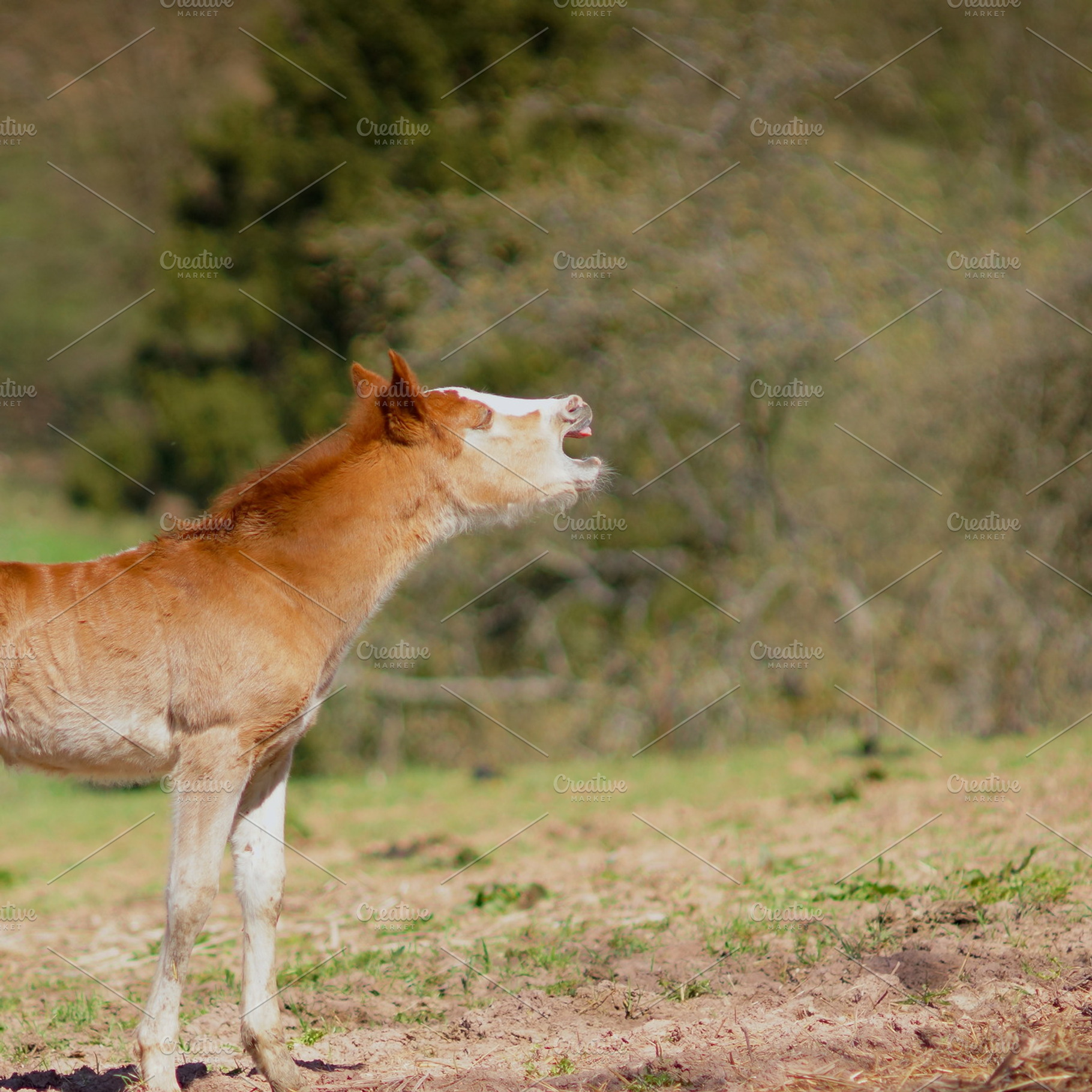 Foal containing foal, horse, and animal, an Animal Photo by ateliervonau