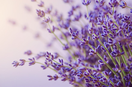 Branches of flowering lavender. Can 