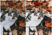 30  MOODY AUTUMN PRESETS, a Preset Add-On by Victoria Bee Presets (Thumbnail 11 of 14)