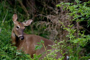 Coquettish Doe