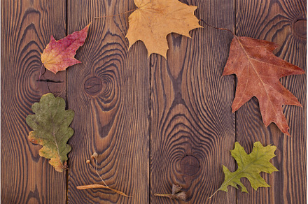 Autumn composition with colored dry, an Abstract Photo by Diary of impressions