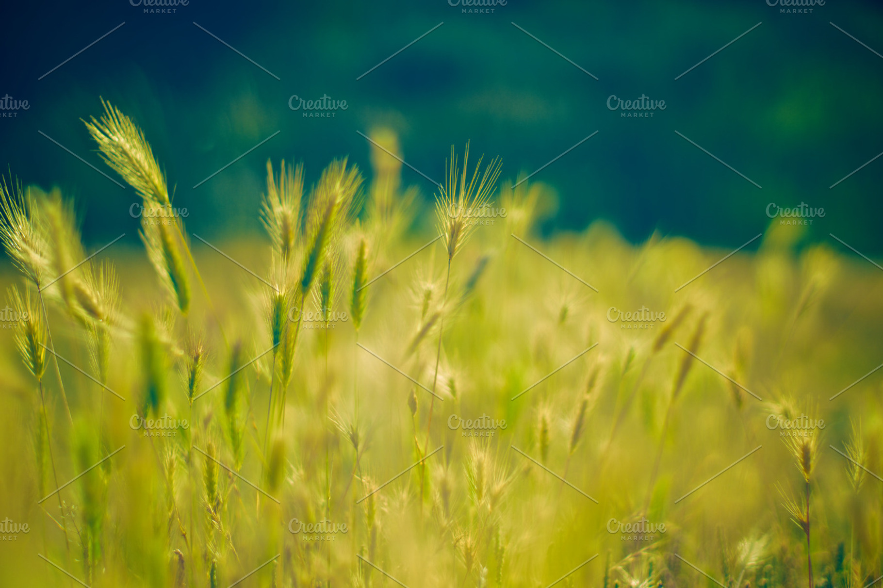 Summer Haze Featuring Green Glow And Warm