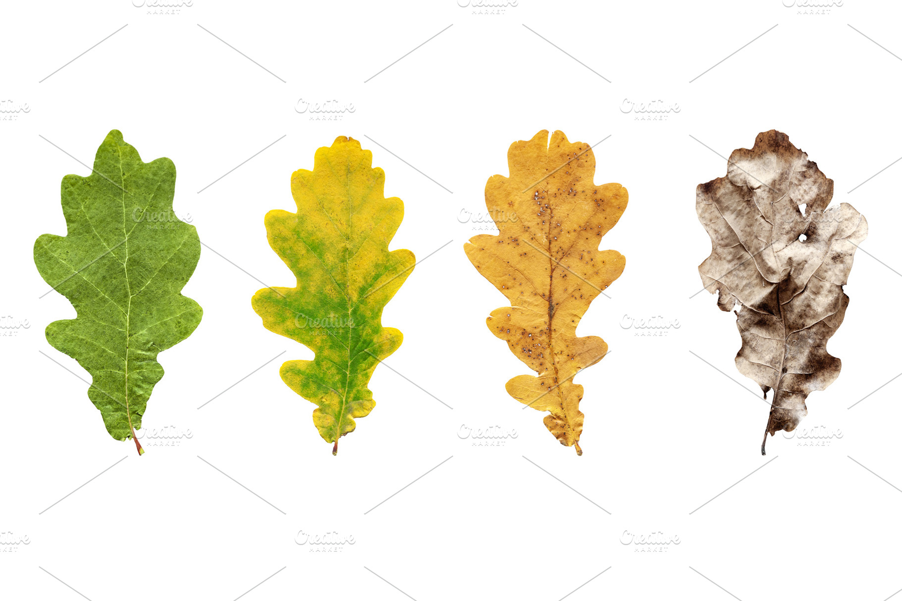 Collection of oak leaves isolated, a Nature Photo by BOOCYS