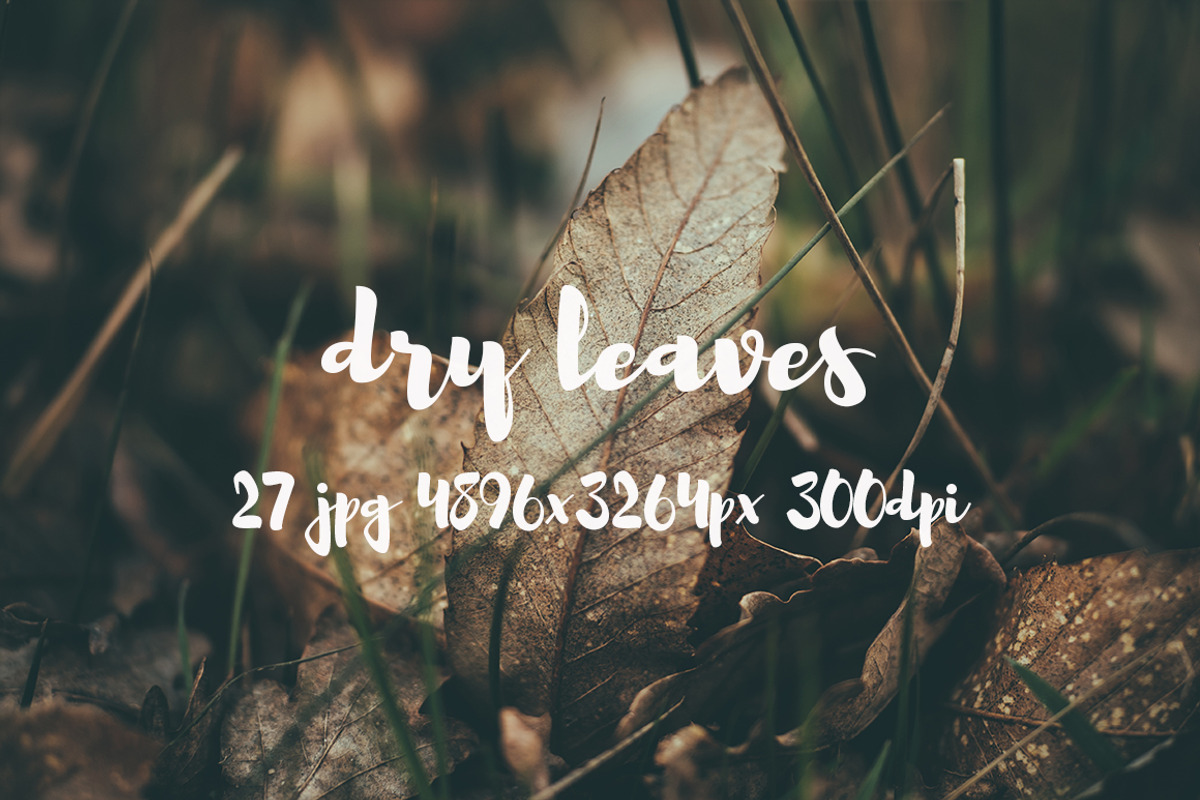 Dry leaves, a Templates & Theme by ApertureVintage (Photo 2 of 16)