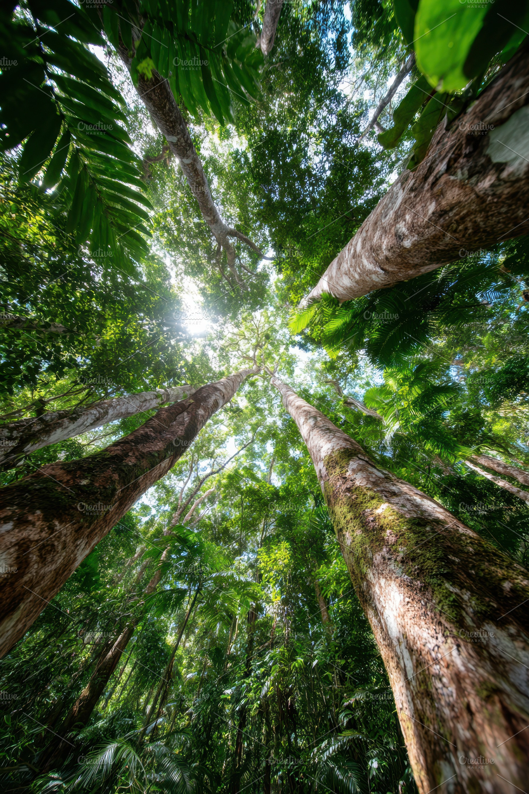 Tall trees in a lush rainforest with sunlight, a Nature Photo by AlyaAnd
