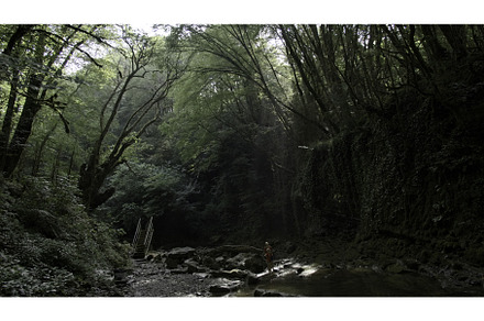 View inside of dense forest and, a Nature Photo by Media Whale Stock