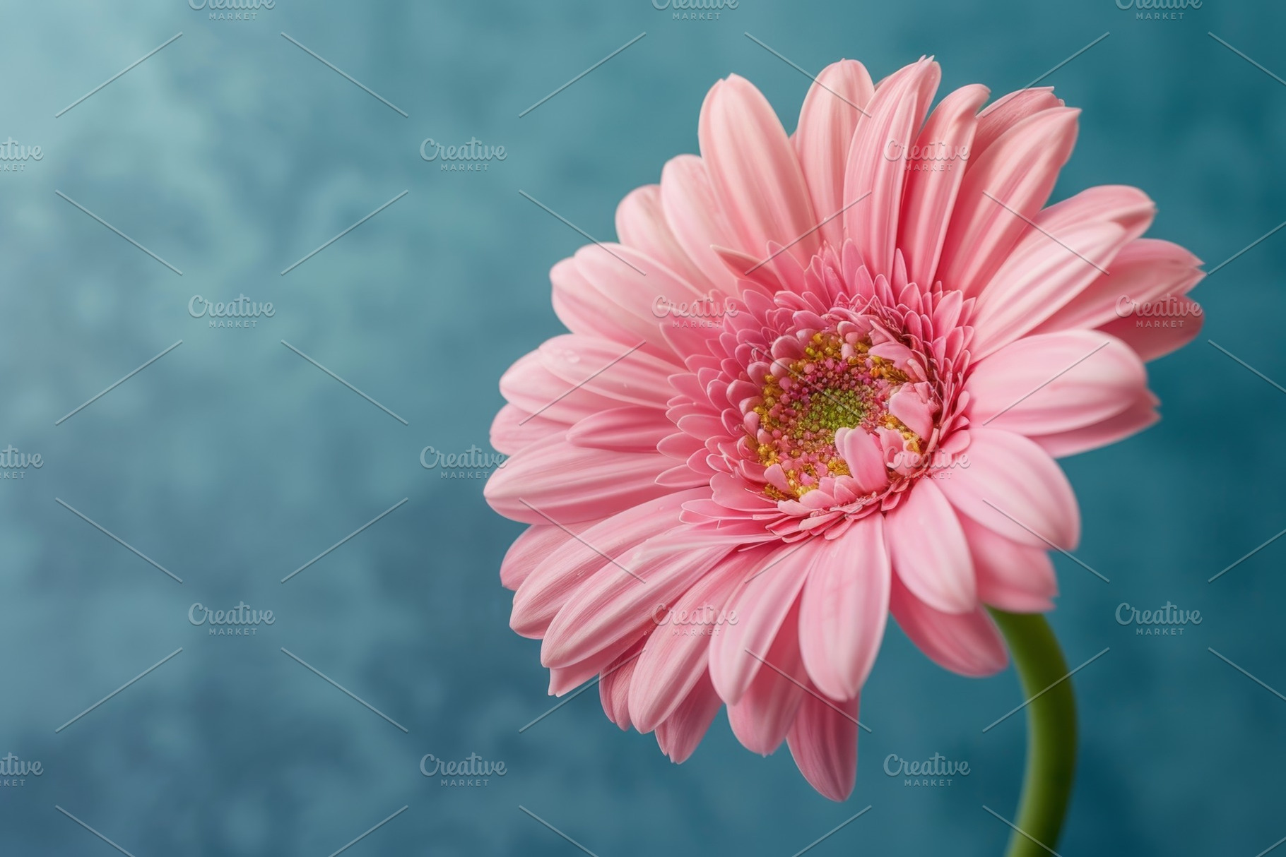 The vibrant pink petals of a gerbera, a Photo by Tanuart