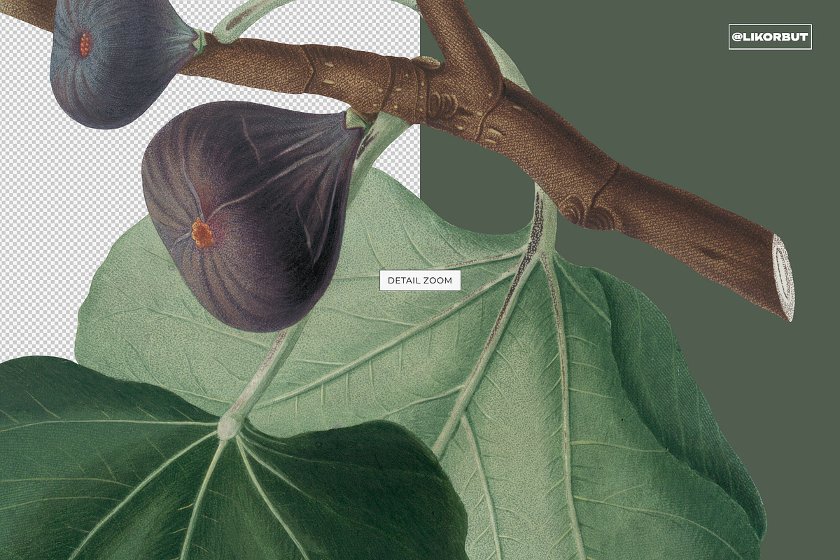 Vintage Botanical Illustrations 2, a Decorative Illustration by likorbut (Photo 4 of 9)