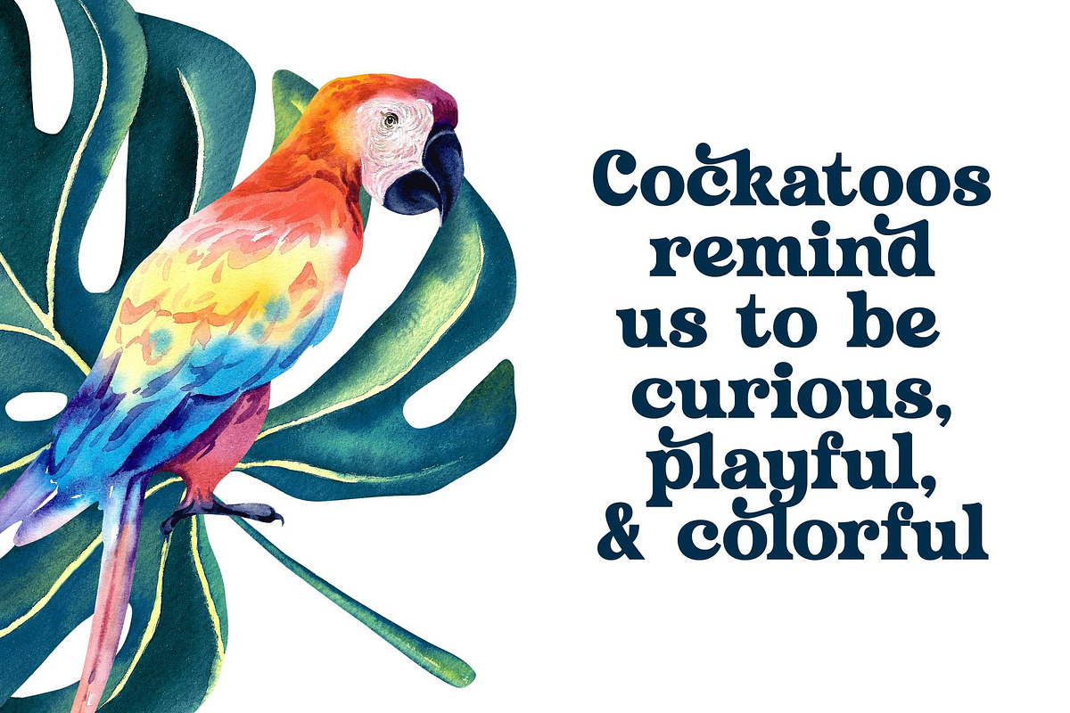 Husty Birds Modern Retro Serif, a Serif Font by timelesstype.co (Photo 12 of 20)