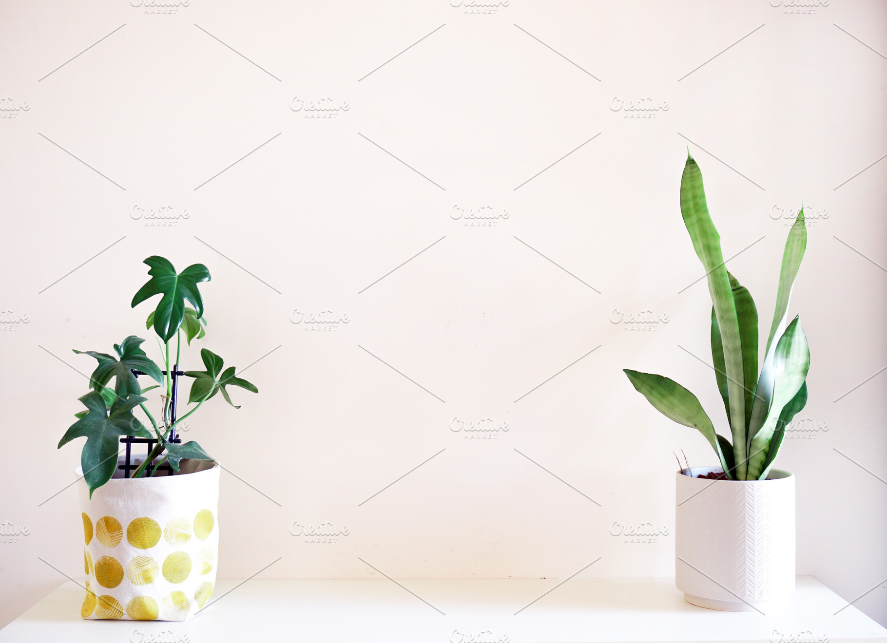 Philodendron florida and snake plant featuring snake plant, plant, and indoor, a Nature Photo by Merinda Designs