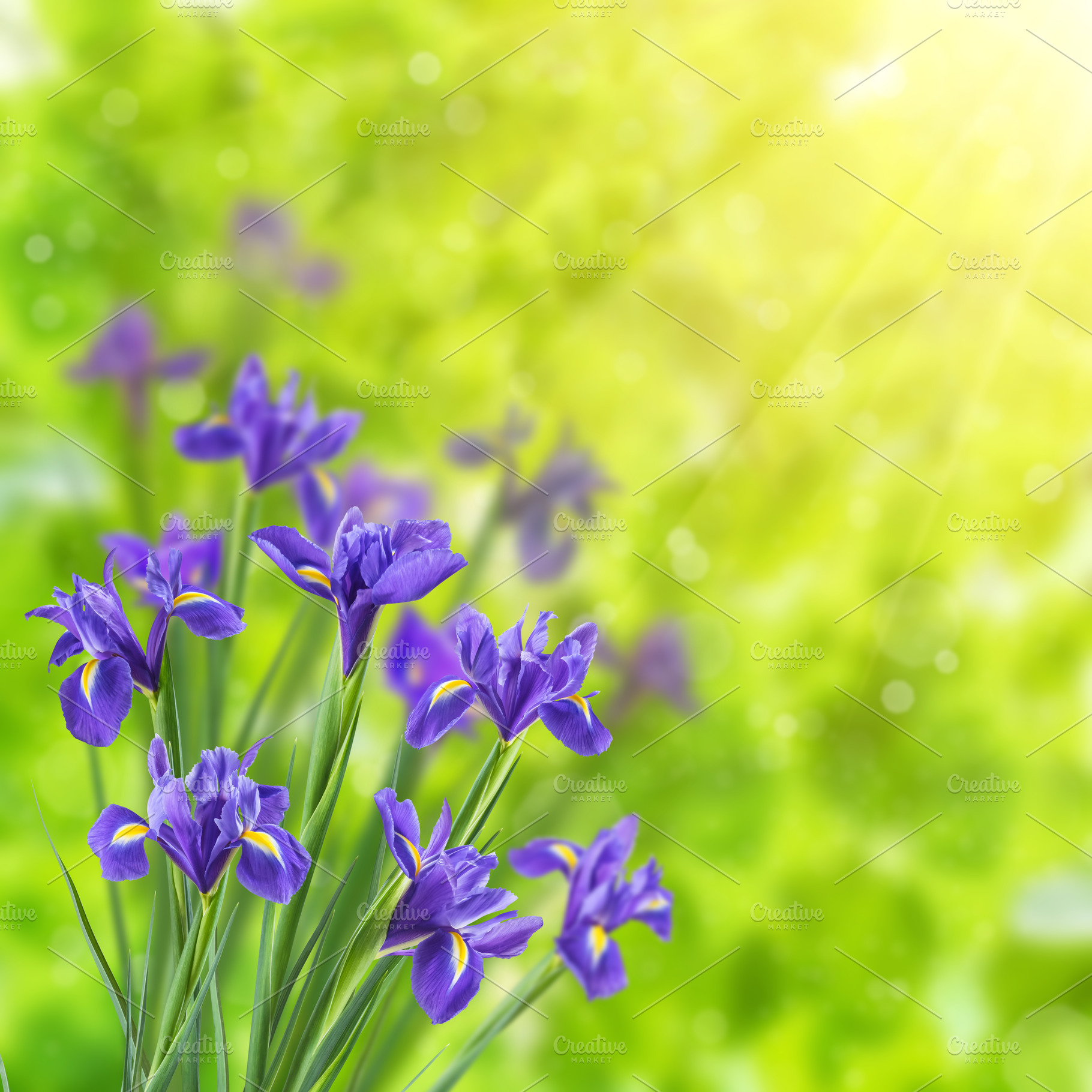 Spring Background with Iris, a Nature Photo by firewings