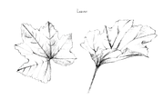 Malva (Mallow) Hand Sketches, an Object Graphic by VictoriaKStudio (Thumbnail 3 of 8)
