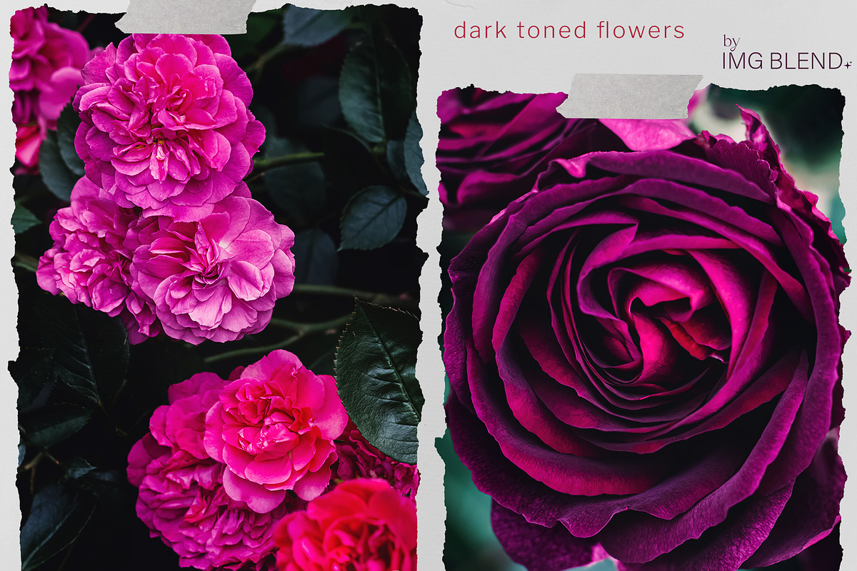 Dark toned flowers, stock photo set, a Photo by Imageblend (Photo 3 of 6)