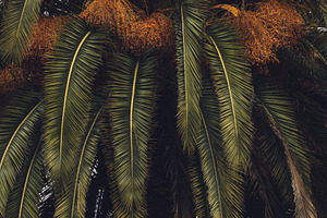 king palm
