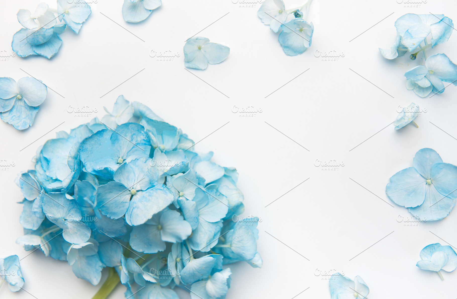 Blue hydrangea bouquet and scattered petals on white background, a Nature Photo by Olena Rudo